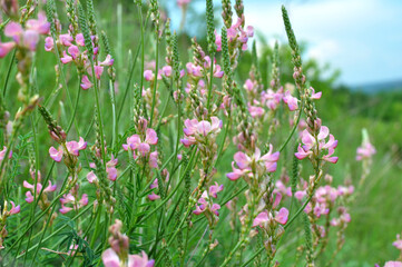 Obraz na płótnie Canvas In the meadow among the herbs blooms sainfoin (onobrychis).
