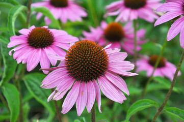 Bloom in nature echinacea purpurea