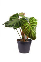 Exotic 'Philodendron Verrucosum' houseplant with dark green veined velvety leaves in flower pot isolated on white background