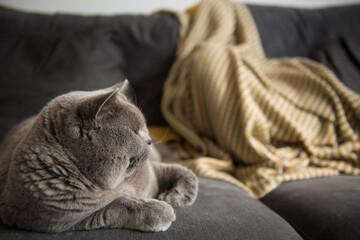Fototapeta na wymiar A British Short Hair cat sits on a couch near a yellow blanket looking away in a house in Edinburgh, Scotland, UK.
