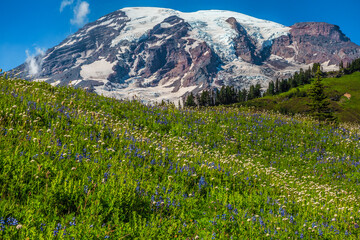 Fototapeta premium Mountain Rainier from the Skyline Trail, Paradise Valley, Mt Rainier National Park, Washington