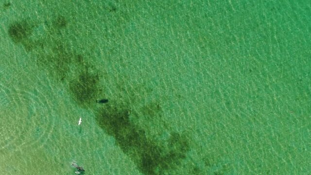 dolphins in the Black Sea