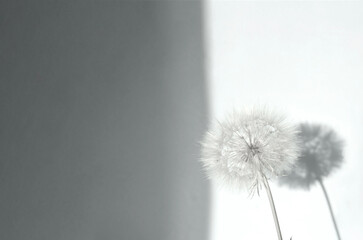 Creative summer concept with white dandelion inflorescences and shadow on Gray background. Close-up