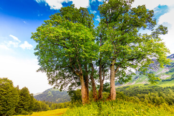 Fototapeta na wymiar Beautiful scene at Caucasus mountains with trees
