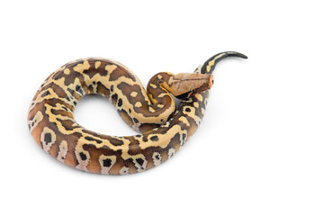 Sumatran Short Tail Python isolated on white background