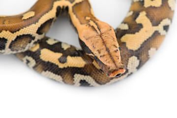 Sumatran Short Tail Python isolated on white background