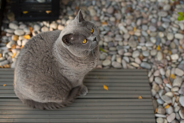 British Short Hair cat sits on the edge of a wooden deck near pebbles and looks up in a garden in Edinburgh, Scotland, UK.