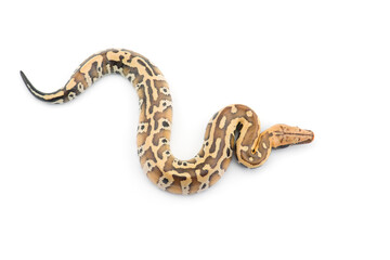 Sumatran Short Tail Python isolated on white background