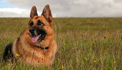 beautiful german shepherd bitch dog in summer meadow grass 