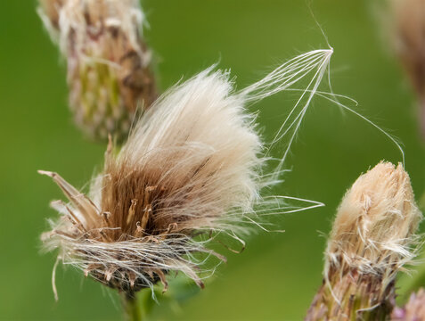 fluffy dandelion plant flower seed heads windswept