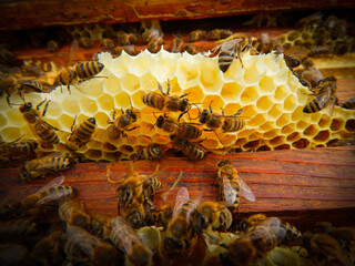 bees working on a frame with honey, draining honey