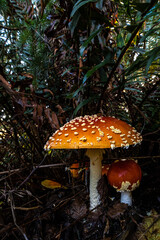 Fly Agaric (Amanita muscaria) Mushrooms