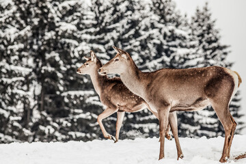 roe deer in winter snow