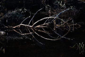 Reflections in a Lake in Washington State