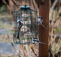 a family of long tailed tits eating together on a bird feeder