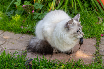 cat with a mouse in its mouth