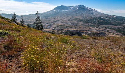 Wildflower Views of Mt St Helens, Mt St Helens National Volcanic Monument, Washington state