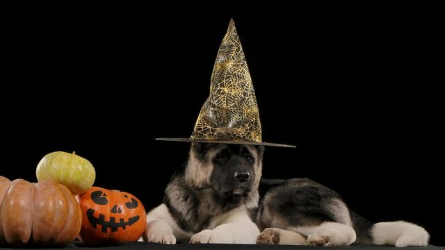 An American Akita wearing a Halloween hat lies next to three pumpkins, one of which has a scary face painted on it. Dog in the studio on a black background in slow motion. Wallet or life. Close up.