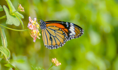 Fototapeta na wymiar Danaus genutia Striped tiger butterfly