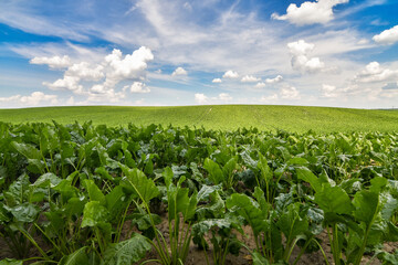 Agricultural scenery of of sweet sugar beet field, with blue sky background. Selective focus. Copy space.