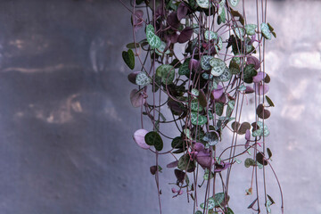 String of Hearts, Rosary Vine, Chain of Hearts, Hearts-on-a-string, sweetheart vine (Ceropegia woodii, Ceropegia linearis ssp. woodii)
