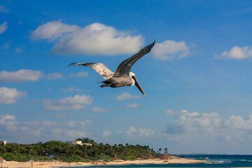 Pelican flying over the caribbean sea