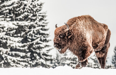 european bison (Bison bonasus) in natural habitat in winter © Melinda Nagy