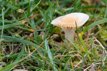 beautiful small white and brown mushroom