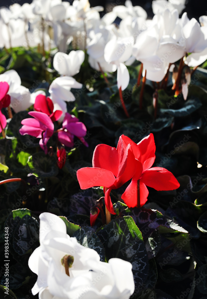 Canvas Prints christmas cyclamens