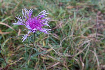 single purple flower head above grass 