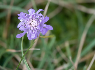 single purple flower above grass
