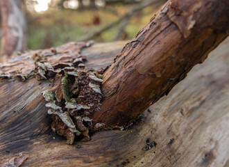 fungus grows at the base of a tree branch