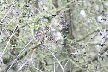 A picture of wild berries.