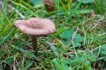 single brown mushroom in grass
