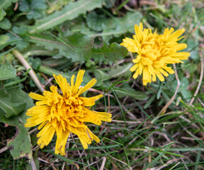 two wild yellow flowers in grass