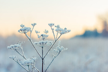 Hoarfrost herbs on cold winter evening