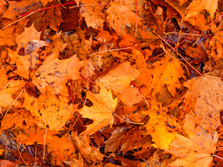 Abstraktes herbstliches Hintergrund Muster eines Waldbodens bedeckt mit orangenen Ahornblättern