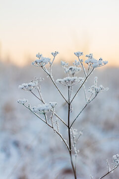 Hoarfrost herbs on cold winter evening
