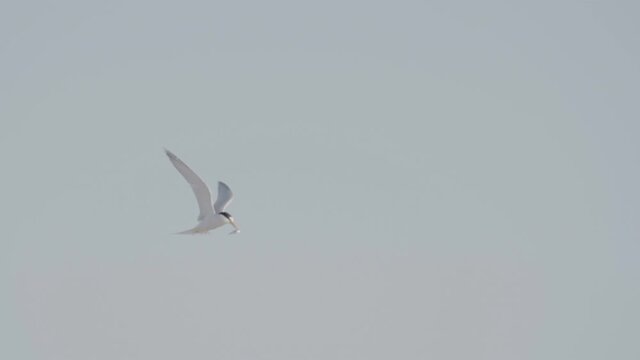 slow motion clip of a little tern flying with a fish in its beak at the entrance in nsw, australia- originally recorded at 120p