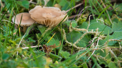 fungi mushroom toadstool