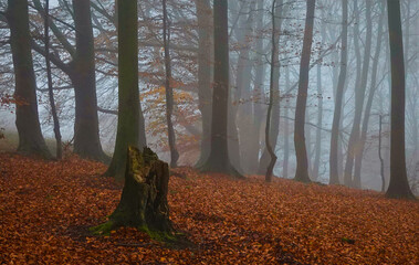 woodlad copse through mist with autumn leaves in golden brown covering the ground