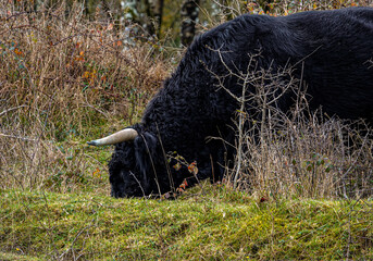 large black scottish highland cattle bull grazing