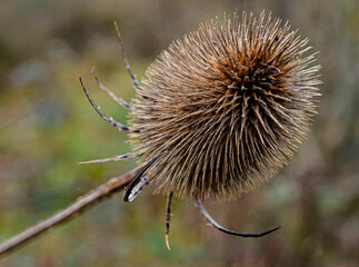 thistle autum spikes spines fall winter