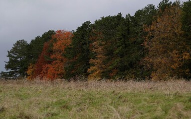 autumn trees with red gold yellow and green foliage 