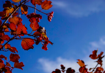 gorgeous red autm leaves looking up to a deep blue sky
