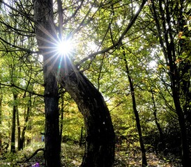 Obraz premium sunlight star burst through a twisted tree trunk in green woodland