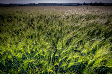 Field of green wheat on a windy day