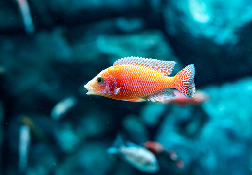 Aquarium fish Labidochromis caeruleus. Close up.