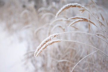 Dry yellow herbs in hoarfrost in a snowdrift
