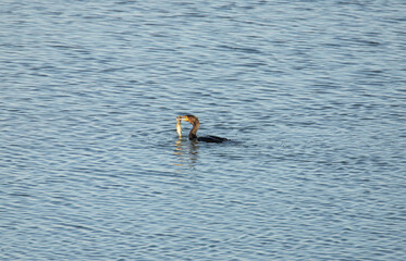 Cormorant eating fish 5